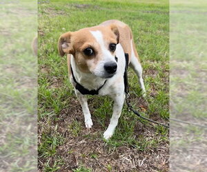 Jack Russell Terrier-Unknown Mix Dogs for adoption in Tarrytown, GA, USA