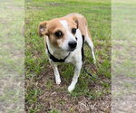 Small Jack Russell Terrier Mix
