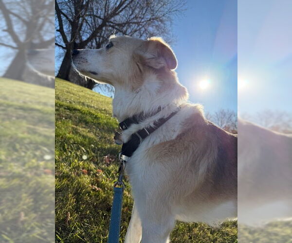 Medium Photo #3 Siberian Husky-Unknown Mix Puppy For Sale in Minneapolis, MN, USA