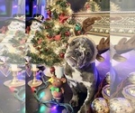 Small Photo #1 French Bulldog Puppy For Sale in BUSHKILL, PA, USA