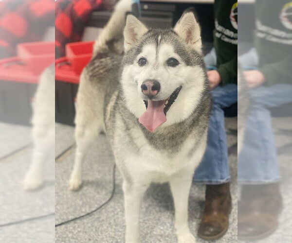 Medium Photo #1 Siberian Husky Puppy For Sale in Westminster, MD, USA