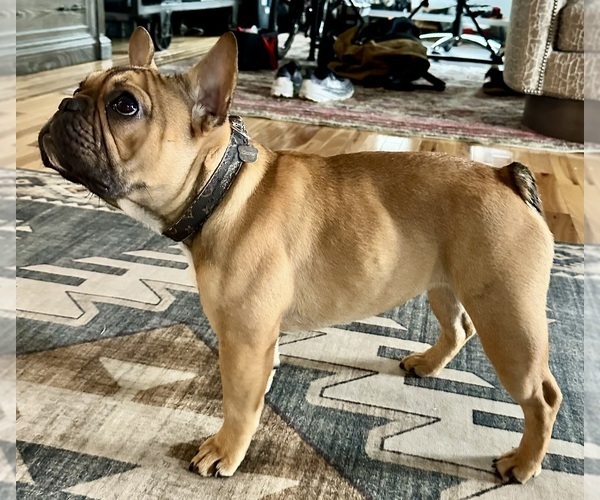 Medium Photo #10 French Bulldog Puppy For Sale in GREENVILLE, SC, USA