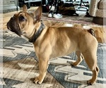 Small #9 French Bulldog