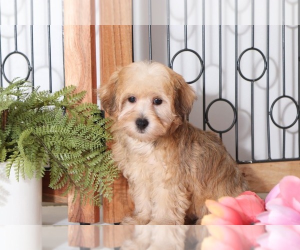 Medium Photo #3 YorkiePoo Puppy For Sale in NAPLES, FL, USA
