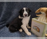 Small #16 Border Collie
