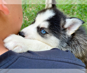 Siberian Husky Puppy for sale in GLOSTER, MS, USA
