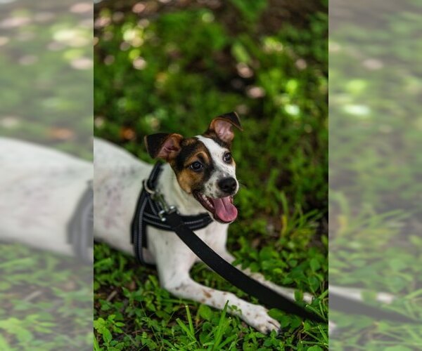 Medium Photo #2 Mutt Puppy For Sale in Royal Palm Beach, FL, USA