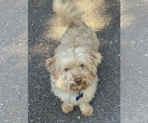 Maltese-Unknown Mix Dogs for adoption in Plymouth, MN, USA