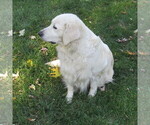 Small Photo #17 English Cream Golden Retriever Puppy For Sale in NORTHWOOD, OH, USA