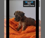 Small #1 Yorkshire Terrier