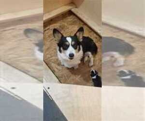 Mother of the Pembroke Welsh Corgi puppies born on 02/12/2022