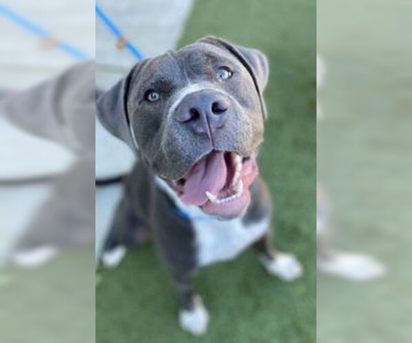 Medium Photo #1 Mutt Puppy For Sale in Salinas, CA, USA