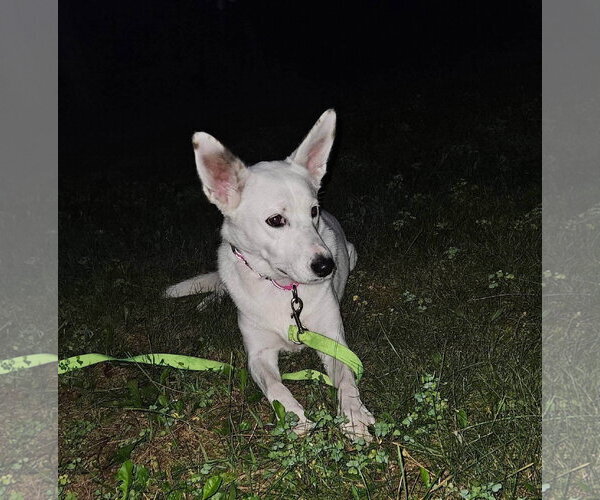 Medium Photo #3 Gerberian Shepsky Puppy For Sale in New London, WI, USA