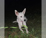 Small #2 Gerberian Shepsky