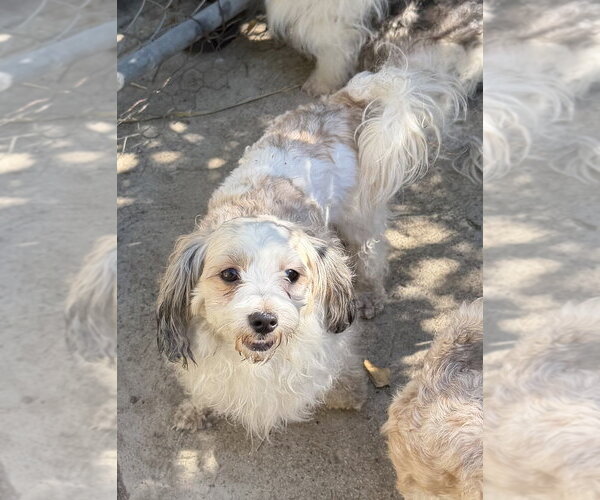 Medium Photo #4 Lhasa-Poo Puppy For Sale in Dana Point, CA, USA