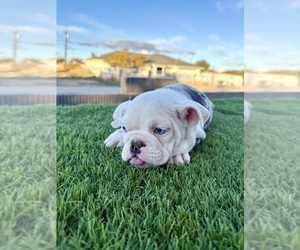 English Bulldog Puppy for sale in SAINT LOUIS, MO, USA