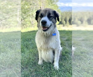 Australian Shepherd-Saint Bernard Mix Dogs for adoption in Winter Park, CO, USA