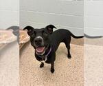 LILO LILAC - Female Mutt Dog for Adoption - Small photo