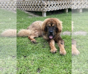 Tibetan Mastiff Puppy for sale in DECKER PR, TX, USA