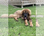 Small Photo #1 Tibetan Mastiff Puppy For Sale in DECKER PR, TX, USA