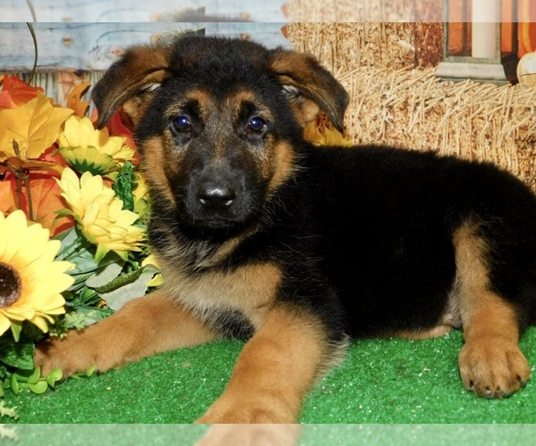 Full screen Photo #6 German Shepherd Dog Puppy For Sale in HAMMOND, IN, USA