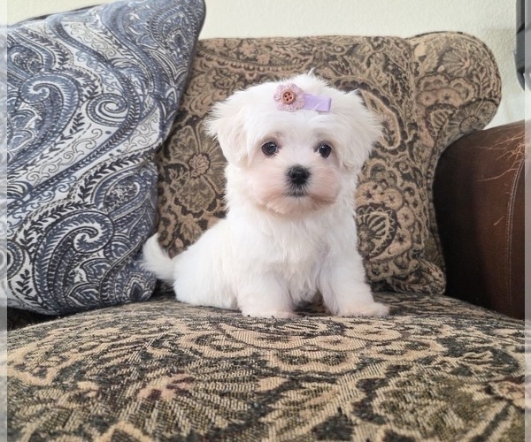 Medium Photo #4 Maltese Puppy For Sale in SANTA CLARITA, CA, USA