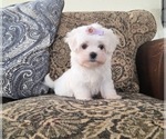 Small #3 Maltese
