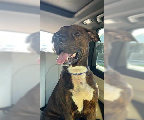 Medium Photo #2 Mutt Puppy For Sale in Houston, TX, USA