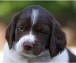 Small Photo #2 Brittany Puppy For Sale in HAMILTON, GA, USA