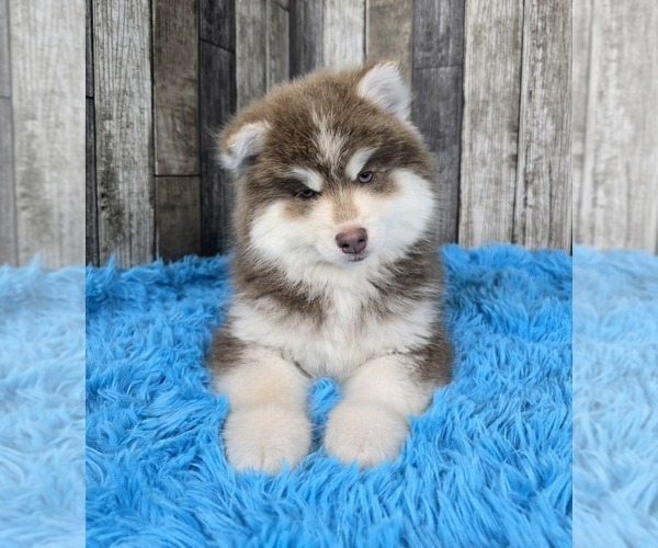Medium Photo #8 Pomsky Puppy For Sale in BELLEVUE, IA, USA