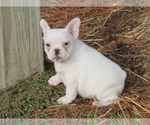 Small Photo #5 French Bulldog Puppy For Sale in GRAVETTE, AR, USA