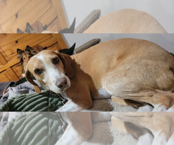 Medium Photo #3 American Foxhound-Beagle Mix Puppy For Sale in Las Vegas, NV, USA