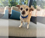 Small #3 Chihuahua