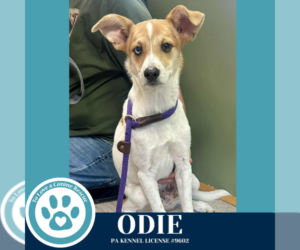 Medium Photo #3 Mutt Puppy For Sale in Kimberton, PA, USA