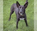 Small #3 Huskies -Labrador Retriever Mix