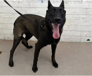 Mutt Dogs for adoption in San Bernardino, CA, USA