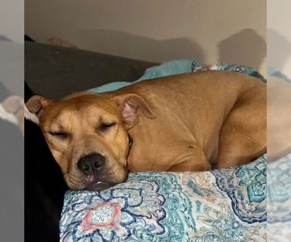 Medium Photo #2 American Pit Bull Terrier-Unknown Mix Puppy For Sale in columbia, SC, USA