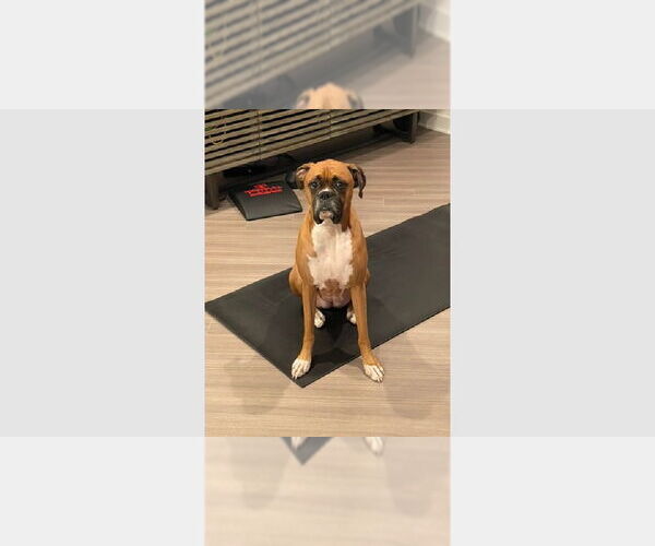 Medium Photo #1 Boxer Puppy For Sale in Austin, TX, USA