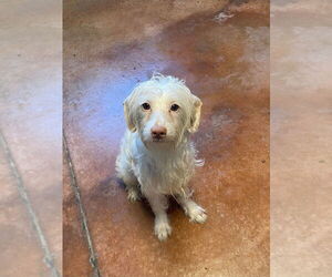 Maltipoo Dogs for adoption in Bolivar, MO, USA