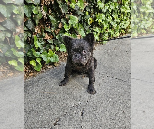 Medium Photo #3 French Bulldog Puppy For Sale in LOS ANGELES, CA, USA