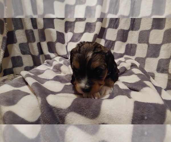 Medium Photo #5 Aussie-Poo Puppy For Sale in VAUGHN, MT, USA