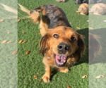 Small #5 Cocker Spaniel Mix