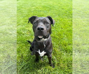 American Pit Bull Terrier-Unknown Mix Dogs for adoption in Sandy, UT, USA