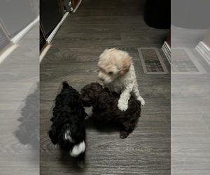 Poodle (Toy) Puppy for sale in MC HENRY, MS, USA
