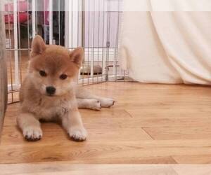 Shiba Inu Puppy for sale in TEMPLE CITY, CA, USA