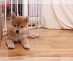 Small Photo #1 Shiba Inu Puppy For Sale in TEMPLE CITY, CA, USA