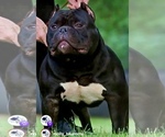 Small Photo #1 American Bully Puppy For Sale in PALMYRA, NJ, USA