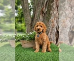 Small #2 Goldendoodle