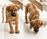 Small #11 Rhodesian Ridgeback