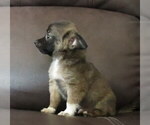 Small #8 Chihuahua